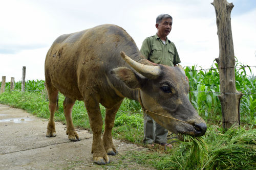 Mr. Xoan pictured here with their new buffalo. I’m told that her hooves look good, a sign of a healthy animal! 
