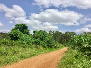 Traveling along the many kms of trails in Karura. Taken right after we spotted monkeys!