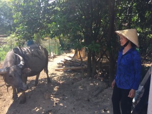 Mrs. Duong Thi An with her new buffalo.