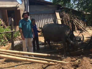 AP Peace Fellow Jacob Cohn with Mrs. Duong Thi An and her new buffalo.