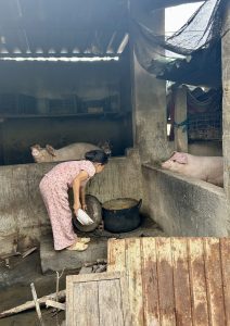Bong feeding the pigs.